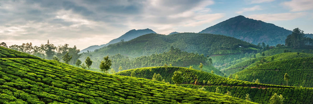 organic tea plantation in the mountains at sunrise – showcasing the serene origins of Tocha Tea